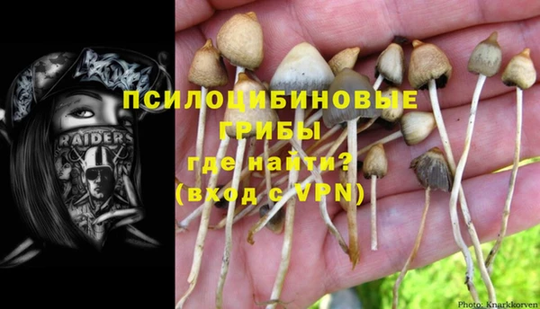прущие грибы Каменногорск