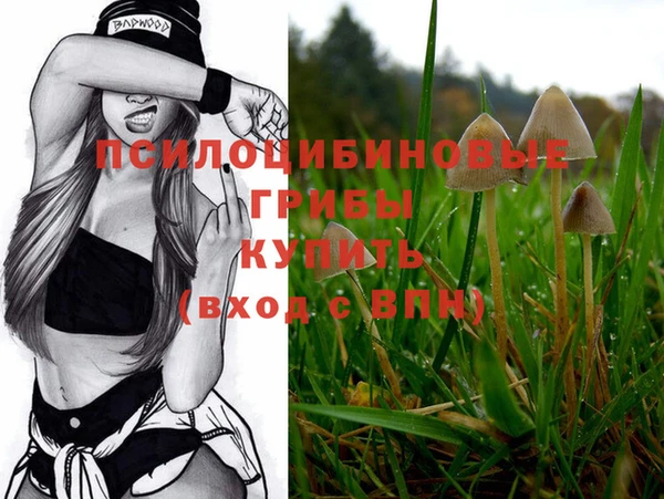 прущие грибы Каменногорск