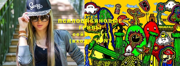 прущие грибы Каменногорск